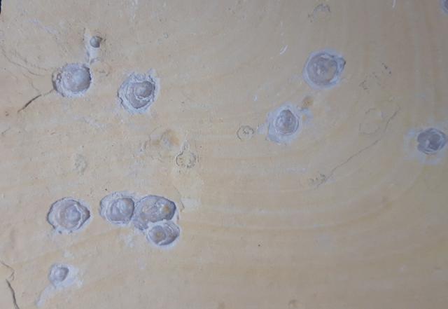 Terebratula sp. MUELLER 1776 - Bild &copy; FossNet FossilienStore